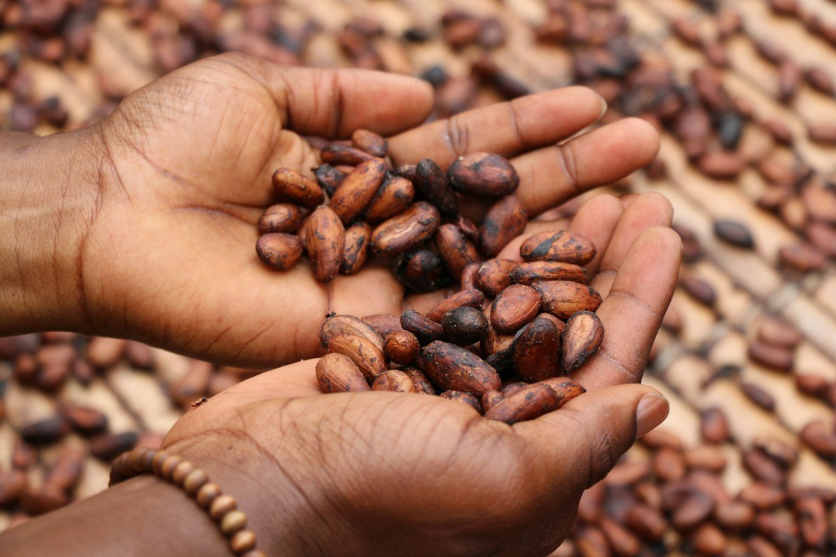 Cocoa to chocolate: a bean-to-bar workshop in Ho
