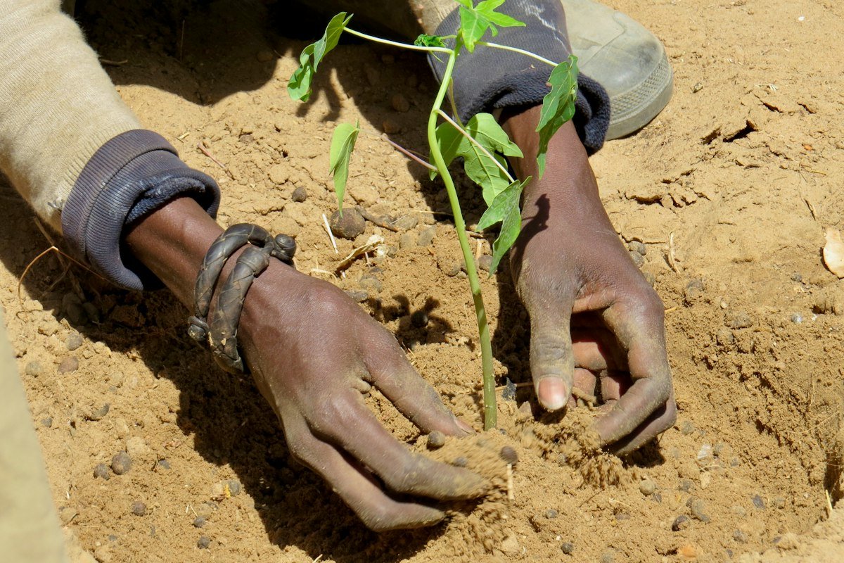 10,000 trees for Kumasi school compounds