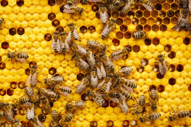 Bees for Bolgatanga: starter hives for 20 farmers