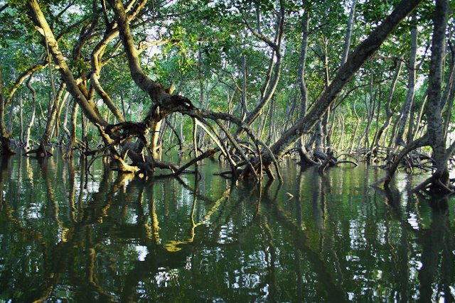 Mangroves for the Volta estuary